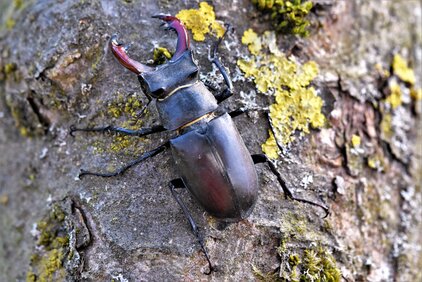 Hirschkäfer-männlich männlicher Hirschkäfer