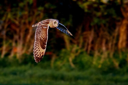 VDN-Fotoportal/Wilhelm_Hillen